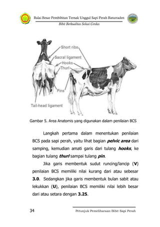 Balai Besar Pembibitan Ternak Unggul Sapi Perah Baturraden
Bibit Berkualitas Solusi Cerdas
Petunjuk Pemeliharaan Bibit Sapi Perah34
Gambar 5. Area Anatomis yang digunakan dalam penilaian BCS
Langkah pertama dalam menentukan penilaian
BCS pada sapi perah, yaitu lihat bagian pelvic area dari
samping, kemudian amati garis dari tulang hooks, ke
bagian tulang thurl sampai tulang pin.
Jika garis membentuk sudut runcing/lancip (V)
penilaian BCS memiliki nilai kurang dari atau sebesar
3.0. Sedangkan jika garis membentuk bulan sabit atau
lekukkan (U), penilaian BCS memiliki nilai lebih besar
dari atau setara dengan 3.25.
 