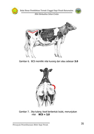 Balai Besar Pembibitan Ternak Unggul Sapi Perah Baturraden
Bibit Berkualitas Solusi Cerdas
Petunjuk Pemeliharaan Bibit Sapi Perah
35
Gambar 6. BCS memiliki nilai kurang dari atau sebesar 3.0
Gambar 7. Jika tulang hook berbentuk bulat, menunjukan
nilai BCS = 3,0
 