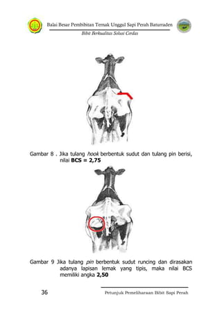 Balai Besar Pembibitan Ternak Unggul Sapi Perah Baturraden
Bibit Berkualitas Solusi Cerdas
Petunjuk Pemeliharaan Bibit Sapi Perah36
Gambar 8 . Jika tulang hook berbentuk sudut dan tulang pin berisi,
nilai BCS = 2,75
Gambar 9 Jika tulang pin berbentuk sudut runcing dan dirasakan
adanya lapisan lemak yang tipis, maka nilai BCS
memiliki angka 2,50
 