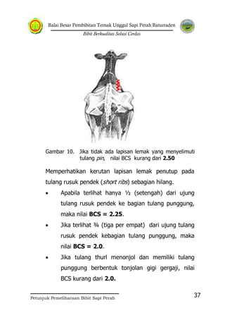 Balai Besar Pembibitan Ternak Unggul Sapi Perah Baturraden
Bibit Berkualitas Solusi Cerdas
Petunjuk Pemeliharaan Bibit Sapi Perah
37
Gambar 10. Jika tidak ada lapisan lemak yang menyelimuti
tulang pin, nilai BCS kurang dari 2.50
Memperhatikan kerutan lapisan lemak penutup pada
tulang rusuk pendek (short ribs) sebagian hilang.
Apabila terlihat hanya ½ (setengah) dari ujung
tulang rusuk pendek ke bagian tulang punggung,
maka nilai BCS = 2.25.
Jika terlihat ¾ (tiga per empat) dari ujung tulang
rusuk pendek kebagian tulang punggung, maka
nilai BCS = 2.0.
Jika tulang thurl menonjol dan memiliki tulang
punggung berbentuk tonjolan gigi gergaji, nilai
BCS kurang dari 2.0.
 