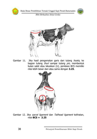 Balai Besar Pembibitan Ternak Unggul Sapi Perah Baturraden
Bibit Berkualitas Solusi Cerdas
Petunjuk Pemeliharaan Bibit Sapi Perah38
Gambar 11. Jika hasil pengamatan garis dari tulang hooks, ke
bagian tulang thurl sampai tulang pin, membentuk
bulan sabit atau lekukkan (U), penilaian BCS memiliki
nilai lebih besar dari atau sama dengan 3.25.
Gambar 12. Jika sacral ligament dan Tailhead ligament kelihatan,
nilai BCS = 3.25
 