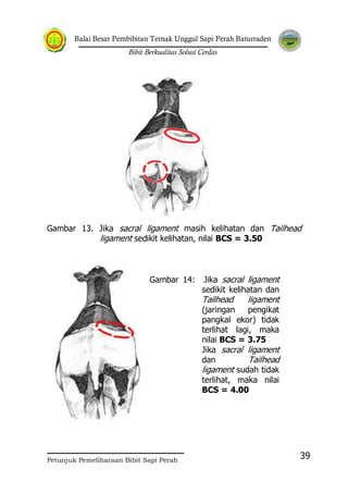 Balai Besar Pembibitan Ternak Unggul Sapi Perah Baturraden
Bibit Berkualitas Solusi Cerdas
Petunjuk Pemeliharaan Bibit Sapi Perah
39
Gambar 13. Jika sacral ligament masih kelihatan dan Tailhead
ligament sedikit kelihatan, nilai BCS = 3.50
Gambar 14: Jika sacral ligament
sedikit kelihatan dan
Tailhead ligament
(jaringan pengikat
pangkal ekor) tidak
terlihat lagi, maka
nilai BCS = 3.75
Jika sacral ligament
dan Tailhead
ligament sudah tidak
terlihat, maka nilai
BCS = 4.00
 