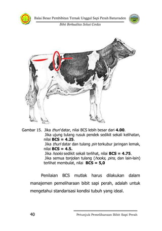 Balai Besar Pembibitan Ternak Unggul Sapi Perah Baturraden
Bibit Berkualitas Solusi Cerdas
Petunjuk Pemeliharaan Bibit Sapi Perah40
Gambar 15. Jika thurl datar, nilai BCS lebih besar dari 4.00.
Jika ujung tulang rusuk pendek sedikit sekali kelihatan,
nilai BCS = 4.25.
Jika thurl datar dan tulang pin terkubur jaringan lemak,
nilai BCS = 4.5.
Jika hooks sedikit sekali terlihat, nilai BCS = 4.75.
Jika semua tonjolan tulang (hooks, pins, dan lain-lain)
terlihat membulat, nilai BCS = 5,0
Penilaian BCS mutlak harus dilakukan dalam
manajemen pemeliharaan bibit sapi perah, adalah untuk
mengetahui standarisasi kondisi tubuh yang ideal.
 