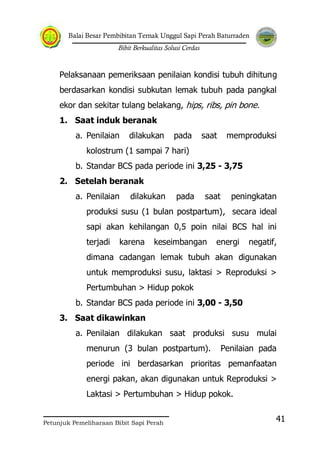 Balai Besar Pembibitan Ternak Unggul Sapi Perah Baturraden
Bibit Berkualitas Solusi Cerdas
Petunjuk Pemeliharaan Bibit Sapi Perah
41
Pelaksanaan pemeriksaan penilaian kondisi tubuh dihitung
berdasarkan kondisi subkutan lemak tubuh pada pangkal
ekor dan sekitar tulang belakang, hips, ribs, pin bone.
1. Saat induk beranak
a. Penilaian dilakukan pada saat memproduksi
kolostrum (1 sampai 7 hari)
b. Standar BCS pada periode ini 3,25 - 3,75
2. Setelah beranak
a. Penilaian dilakukan pada saat peningkatan
produksi susu (1 bulan postpartum), secara ideal
sapi akan kehilangan 0,5 poin nilai BCS hal ini
terjadi karena keseimbangan energi negatif,
dimana cadangan lemak tubuh akan digunakan
untuk memproduksi susu, laktasi > Reproduksi >
Pertumbuhan > Hidup pokok
b. Standar BCS pada periode ini 3,00 - 3,50
3. Saat dikawinkan
a. Penilaian dilakukan saat produksi susu mulai
menurun (3 bulan postpartum). Penilaian pada
periode ini berdasarkan prioritas pemanfaatan
energi pakan, akan digunakan untuk Reproduksi >
Laktasi > Pertumbuhan > Hidup pokok.
 