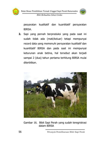 Balai Besar Pembibitan Ternak Unggul Sapi Perah Baturraden
Bibit Berkualitas Solusi Cerdas
Petunjuk Pemeliharaan Bibit Sapi Perah56
pesyaratan kualitatif dan kuantitatif persyaratan
BIRSA.
2. Sapi yang pernah berproduksi yang pada saat ini
sudah tidak ada (mati/keluar) tetapi mempunyai
record data yang memenuhi persyaratan kualitatif dan
kuantitatif BIRSA dan pada saat ini mempunyai
keturunan anak betina, hal tersebut akan terjadi
sampai 2 (dua) tahun pertama terhitung BIRSA mulai
diterbitkan.
Gambar 16. Bibit Sapi Perah yang sudah teregristrasi
dalam BIRSA
 