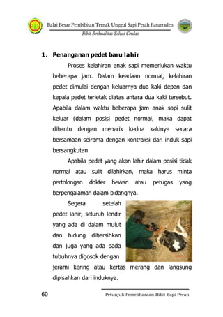 Balai Besar Pembibitan Ternak Unggul Sapi Perah Baturraden
Bibit Berkualitas Solusi Cerdas
Petunjuk Pemeliharaan Bibit Sapi Perah60
1. Penanganan pedet baru lahir
Proses kelahiran anak sapi memerlukan waktu
beberapa jam. Dalam keadaan normal, kelahiran
pedet dimulai dengan keluarnya dua kaki depan dan
kepala pedet terletak diatas antara dua kaki tersebut.
Apabila dalam waktu beberapa jam anak sapi sulit
keluar (dalam posisi pedet normal, maka dapat
dibantu dengan menarik kedua kakinya secara
bersamaan seirama dengan kontraksi dari induk sapi
bersangkutan.
Apabila pedet yang akan lahir dalam posisi tidak
normal atau sulit dilahirkan, maka harus minta
pertolongan dokter hewan atau petugas yang
berpengalaman dalam bidangnya.
Segera setelah
pedet lahir, seluruh lendir
yang ada di dalam mulut
dan hidung dibersihkan
dan juga yang ada pada
tubuhnya digosok dengan
jerami kering atau kertas merang dan langsung
dipisahkan dari induknya.
 