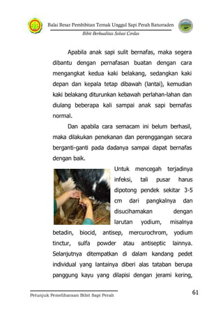 Balai Besar Pembibitan Ternak Unggul Sapi Perah Baturraden
Bibit Berkualitas Solusi Cerdas
Petunjuk Pemeliharaan Bibit Sapi Perah
61
Apabila anak sapi sulit bernafas, maka segera
dibantu dengan pernafasan buatan dengan cara
mengangkat kedua kaki belakang, sedangkan kaki
depan dan kepala tetap dibawah (lantai), kemudian
kaki belakang diturunkan kebawah perlahan-lahan dan
diulang beberapa kali sampai anak sapi bernafas
normal.
Dan apabila cara semacam ini belum berhasil,
maka dilakukan penekanan dan perenggangan secara
berganti-ganti pada dadanya sampai dapat bernafas
dengan baik.
Untuk mencegah terjadinya
infeksi, tali pusar harus
dipotong pendek sekitar 3-5
cm dari pangkalnya dan
disucihamakan dengan
larutan yodium, misalnya
betadin, biocid, antisep, mercurochrom, yodium
tinctur, sulfa powder atau antiseptic lainnya.
Selanjutnya ditempatkan di dalam kandang pedet
individual yang lantainya diberi alas tataban berupa
panggung kayu yang dilapisi dengan jerami kering,
 