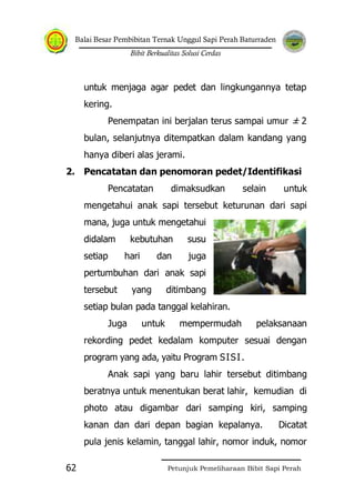 Balai Besar Pembibitan Ternak Unggul Sapi Perah Baturraden
Bibit Berkualitas Solusi Cerdas
Petunjuk Pemeliharaan Bibit Sapi Perah62
untuk menjaga agar pedet dan lingkungannya tetap
kering.
Penempatan ini berjalan terus sampai umur ± 2
bulan, selanjutnya ditempatkan dalam kandang yang
hanya diberi alas jerami.
2. Pencatatan dan penomoran pedet/Identifikasi
Pencatatan dimaksudkan selain untuk
mengetahui anak sapi tersebut keturunan dari sapi
mana, juga untuk mengetahui
didalam kebutuhan susu
setiap hari dan juga
pertumbuhan dari anak sapi
tersebut yang ditimbang
setiap bulan pada tanggal kelahiran.
Juga untuk mempermudah pelaksanaan
rekording pedet kedalam komputer sesuai dengan
program yang ada, yaitu Program SISI.
Anak sapi yang baru lahir tersebut ditimbang
beratnya untuk menentukan berat lahir, kemudian di
photo atau digambar dari samping kiri, samping
kanan dan dari depan bagian kepalanya. Dicatat
pula jenis kelamin, tanggal lahir, nomor induk, nomor
 