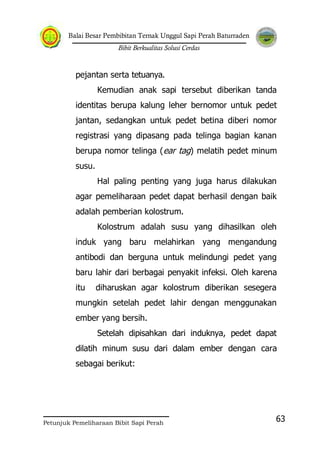Balai Besar Pembibitan Ternak Unggul Sapi Perah Baturraden
Bibit Berkualitas Solusi Cerdas
Petunjuk Pemeliharaan Bibit Sapi Perah
63
pejantan serta tetuanya.
Kemudian anak sapi tersebut diberikan tanda
identitas berupa kalung leher bernomor untuk pedet
jantan, sedangkan untuk pedet betina diberi nomor
registrasi yang dipasang pada telinga bagian kanan
berupa nomor telinga (ear tag) melatih pedet minum
susu.
Hal paling penting yang juga harus dilakukan
agar pemeliharaan pedet dapat berhasil dengan baik
adalah pemberian kolostrum.
Kolostrum adalah susu yang dihasilkan oleh
induk yang baru melahirkan yang mengandung
antibodi dan berguna untuk melindungi pedet yang
baru lahir dari berbagai penyakit infeksi. Oleh karena
itu diharuskan agar kolostrum diberikan sesegera
mungkin setelah pedet lahir dengan menggunakan
ember yang bersih.
Setelah dipisahkan dari induknya, pedet dapat
dilatih minum susu dari dalam ember dengan cara
sebagai berikut:
 