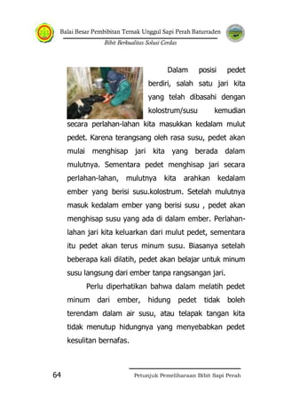 Balai Besar Pembibitan Ternak Unggul Sapi Perah Baturraden
Bibit Berkualitas Solusi Cerdas
Petunjuk Pemeliharaan Bibit Sapi Perah64
Dalam posisi pedet
berdiri, salah satu jari kita
yang telah dibasahi dengan
kolostrum/susu kemudian
secara perlahan-lahan kita masukkan kedalam mulut
pedet. Karena terangsang oleh rasa susu, pedet akan
mulai menghisap jari kita yang berada dalam
mulutnya. Sementara pedet menghisap jari secara
perlahan-lahan, mulutnya kita arahkan kedalam
ember yang berisi susu.kolostrum. Setelah mulutnya
masuk kedalam ember yang berisi susu , pedet akan
menghisap susu yang ada di dalam ember. Perlahan-
lahan jari kita keluarkan dari mulut pedet, sementara
itu pedet akan terus minum susu. Biasanya setelah
beberapa kali dilatih, pedet akan belajar untuk minum
susu langsung dari ember tanpa rangsangan jari.
Perlu diperhatikan bahwa dalam melatih pedet
minum dari ember, hidung pedet tidak boleh
terendam dalam air susu, atau telapak tangan kita
tidak menutup hidungnya yang menyebabkan pedet
kesulitan bernafas.
 