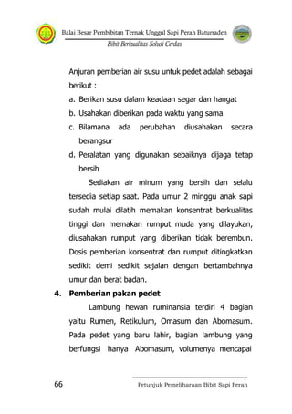 Balai Besar Pembibitan Ternak Unggul Sapi Perah Baturraden
Bibit Berkualitas Solusi Cerdas
Petunjuk Pemeliharaan Bibit Sapi Perah66
Anjuran pemberian air susu untuk pedet adalah sebagai
berikut :
a. Berikan susu dalam keadaan segar dan hangat
b. Usahakan diberikan pada waktu yang sama
c. Bilamana ada perubahan diusahakan secara
berangsur
d. Peralatan yang digunakan sebaiknya dijaga tetap
bersih
Sediakan air minum yang bersih dan selalu
tersedia setiap saat. Pada umur 2 minggu anak sapi
sudah mulai dilatih memakan konsentrat berkualitas
tinggi dan memakan rumput muda yang dilayukan,
diusahakan rumput yang diberikan tidak berembun.
Dosis pemberian konsentrat dan rumput ditingkatkan
sedikit demi sedikit sejalan dengan bertambahnya
umur dan berat badan.
4. Pemberian pakan pedet
Lambung hewan ruminansia terdiri 4 bagian
yaitu Rumen, Retikulum, Omasum dan Abomasum.
Pada pedet yang baru lahir, bagian lambung yang
berfungsi hanya Abomasum, volumenya mencapai
 