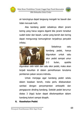 Balai Besar Pembibitan Ternak Unggul Sapi Perah Baturraden
Bibit Berkualitas Solusi Cerdas
Petunjuk Pemeliharaan Bibit Sapi Perah
69
air kencingnya dapat langsung mengalir ke bawah dan
tidak merusak kulit.
Alas kandang pedet sebaiknya diberi jerami
kering yang harus segera diganti bila jerami tersebut
sudah kotor dan basah. Lantai yang bersih dan kering
dapat mengurangi kemungkinan terjadinya penyakit
infeksi.
Sebaiknya satu
kandang pedet, hanya
digunakan untuk satu
ekor pedet sampai umur
2-3 bulan, apabila
digunakan oleh lebih dari satu ekor pedet, maka akan
terjadi kesulitan di dalam pemeliharaan terutama
pemberian pakan secara individu.
Untuk menjaga agar kandang pedet selalu
dalam keadaan bersih, maka perlu dilaksanakan
sanitasi dengan penyemprotan antiseptik dan
pengapuran dinding kandang. Setelah pedet berurnur
diatas 3 (tiga) bulan dapat dikelompokkan dalam
kandang koloni sampai disapih.
6. Kesehatan Pedet
 