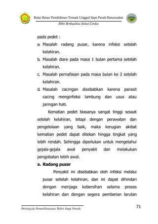 Balai Besar Pembibitan Ternak Unggul Sapi Perah Baturraden
Bibit Berkualitas Solusi Cerdas
Petunjuk Pemeliharaan Bibit Sapi Perah
71
pada pedet :
a. Masalah radang pusar, karena infeksi setelah
kelahiran.
b. Masalah diare pada masa 1 bulan pertama setelah
kelahiran.
c. Masalah pernafasan pada masa bulan ke 2 setelah
kelahiran.
d. Masalah cacingan disebabkan karena parasit
cacing menginfeksi lambung dan usus atau
jaringan hati.
Kematian pedet biasanya sangat tinggi sesaat
setelah kelahiran, tetapi dengan perawatan dan
pengelolaan yang baik, maka kerugian akibat
kematian pedet dapat ditekan hingga tingkat yang
lebih rendah. Sehingga diperlukan untuk mengetahui
gejala-gejala awal penyakit dan melakukan
pengobatan lebih awal.
a. Radang pusar
Penyakit ini disebabkan oleh infeksi melalui
pusar setelah kelahiran, dan ini dapat dihindari
dengan menjaga kebersihan selama proses
kelahiran dan dengan segera pemberian larutan
 