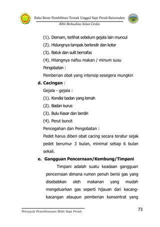 Balai Besar Pembibitan Ternak Unggul Sapi Perah Baturraden
Bibit Berkualitas Solusi Cerdas
Petunjuk Pemeliharaan Bibit Sapi Perah
73
(1). Demam, terlihat sebelum gejala lain muncul
(2). Hidungnya tampak berlendir dan kotor
(3). Batuk dan sulit bernafas
(4). Hilangnya nafsu makan / minum susu
Pengobatan :
Pemberian obat yang intensip sesegera mungkin
d. Cacingan :
Gejala - gejala :
(1). Kondisi badan yang lemah
(2). Badan kurus
(3). Bulu Kasar dan berdiri
(4). Perut buncit
Pencegahan dan Pengobatan :
Pedet harus diberi obat cacing secara teratur sejak
pedet berumur 3 bulan, minimal setiap 6 bulan
sekali.
e. Gangguan Pencernaan/Kembung/Timpani
Timpani adalah suatu keadaan gangguan
pencernaan dimana rumen penuh berisi gas yang
disebabkan oleh makanan yang mudah
mengeluarkan gas seperti hijauan dari kacang-
kacangan ataupun pemberian konsentrat yang
 