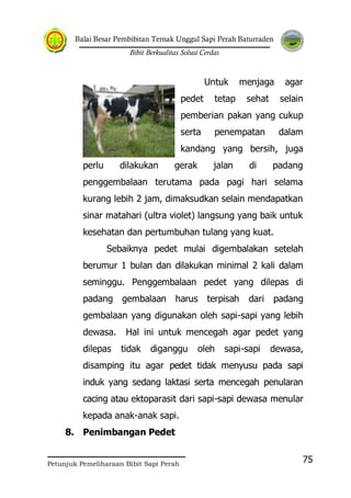 Balai Besar Pembibitan Ternak Unggul Sapi Perah Baturraden
Bibit Berkualitas Solusi Cerdas
Petunjuk Pemeliharaan Bibit Sapi Perah
75
Untuk menjaga agar
pedet tetap sehat selain
pemberian pakan yang cukup
serta penempatan dalam
kandang yang bersih, juga
perlu dilakukan gerak jalan di padang
penggembalaan terutama pada pagi hari selama
kurang lebih 2 jam, dimaksudkan selain mendapatkan
sinar matahari (ultra violet) langsung yang baik untuk
kesehatan dan pertumbuhan tulang yang kuat.
Sebaiknya pedet mulai digembalakan setelah
berumur 1 bulan dan dilakukan minimal 2 kali dalam
seminggu. Penggembalaan pedet yang dilepas di
padang gembalaan harus terpisah dari padang
gembalaan yang digunakan oleh sapi-sapi yang lebih
dewasa. Hal ini untuk mencegah agar pedet yang
dilepas tidak diganggu oleh sapi-sapi dewasa,
disamping itu agar pedet tidak menyusu pada sapi
induk yang sedang laktasi serta mencegah penularan
cacing atau ektoparasit dari sapi-sapi dewasa menular
kepada anak-anak sapi.
8. Penimbangan Pedet
 