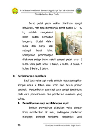 Balai Besar Pembibitan Ternak Unggul Sapi Perah Baturraden
Bibit Berkualitas Solusi Cerdas
Petunjuk Pemeliharaan Bibit Sapi Perah76
Berat pedet pada waktu dilahirkan sangat
bervariasi, rata-rata mempunyai berat badan 37 - 47
kg setelah mengetahui
berat badan kemudian
langsung dicatat dalam
buku dan kartu sapi
sebagai berat lahir.
Selanjutnya penimbangan
dilakukan setiap bulan sekali sampai pedet umur 6
bulan yaitu pada umur 1 bulan, 2 bulan, 3 bulan, 4
bulan, 5 bulan, 6 bulan.
C. Pemeliharaan Sapi Dara
Sapi dara yaitu sapi muda setelah masa penyapihan
sampai umur 2 tahun atau lebih dan belum pernah
beranak. Pertumbuhan sapi-sapi dara sangat tergantung
pada cara pemeliharaan dan pemberian makanan yang
cukup.
1. Pemeliharaan sapi setelah lepas sapih
Setelah penyapihan dilakukan yaitu dengan
tidak memberikan air susu, sedangkan pemberian
makanan penguat terutama konsentrat yang
 