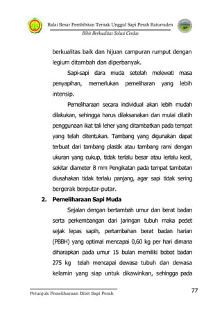 Balai Besar Pembibitan Ternak Unggul Sapi Perah Baturraden
Bibit Berkualitas Solusi Cerdas
Petunjuk Pemeliharaan Bibit Sapi Perah
77
berkualitas baik dan hijuan campuran rumput dengan
legium ditambah dan diperbanyak.
Sapi-sapi dara muda setelah melewati masa
penyapihan, memerlukan pemeliharan yang lebih
intensip.
Pemeliharaan secara individual akan lebih mudah
dilakukan, sehingga harus dilaksanakan dan mulai dilatih
penggunaan ikat tali leher yang ditambatkan pada tempat
yang telah ditentukan. Tambang yang digunakan dapat
terbuat dari tambang plastik atau tambang rami dengan
ukuran yang cukup, tidak terlalu besar atau lerlalu kecil,
sekitar diameter 8 mm Pengikatan pada tempat tambatan
diusahakan tidak terlalu panjang, agar sapi tidak sering
bergerak berputar-putar.
2. Pemeliharaan Sapi Muda
Sejalan dengan bertambah umur dan berat badan
serta perkembangan dari jaringan tubuh maka pedet
sejak lepas sapih, pertambahan berat badan harian
(PBBH) yang optimal mencapai 0,60 kg per hari dimana
diharapkan pada umur 15 bulan memiliki bobot badan
275 kg telah mencapai dewasa tubuh dan dewasa
kelamin yang siap untuk dikawinkan, sehingga pada
 