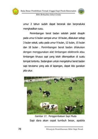 Balai Besar Pembibitan Ternak Unggul Sapi Perah Baturraden
Bibit Berkualitas Solusi Cerdas
Petunjuk Pemeliharaan Bibit Sapi Perah78
umur 2 tahun sudah dapat beranak dan berproduksi
menghasilkan susu.
Penimbangan berat badan setelah pedet disapih
pada umur 6 bulan sampai umur 18 bulan, dilakukan setiap
3 bulan sekali, yaitu pada umur 9 bulan, 12 bulan, 15 bulan
dan 18 bulan . Penimbangan berat badan dilakukan
dengan menggunakan alat timbangan elektronik atau
timbangan khusus sapi yang telah ditempatkan di suatu
tempat tertentu. Sedangkan untuk mengetahui berat badan
sapi terutama yang ada di lapangan, dapat kita gunakan
pita ukur.
Gambar 17. Penggembalaan Sapi Muda
Sapi dara akan cepat tumbuh besar, apabila
 