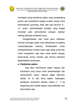 Balai Besar Pembibitan Ternak Unggul Sapi Perah Baturraden
Bibit Berkualitas Solusi Cerdas
Petunjuk Pemeliharaan Bibit Sapi Perah
79
mendapat cukup pemberian pakan yang mengandung
protein dan karbohidrat sebagai sumber energi untuk
pertumbuhan (growing). Pada saat sapi berumur 6 -
1 5 bulan, perkembangan jaringan yang sangat
menonjol yaitu pertumbuhan jaringan kelenjar
ambing (jaringan penghasil susu).
Penggembalaan sapi muda perlu dilakukan
minimal seminggu sekali untuk dikeluarkan ke padang
rumput/lapangan exercise, dimaksudkan untuk
mempertahankan kondisi tubuh agar tetap sehat dan
untuk mengetahui sapi dara mulai berahi dengan
tanda-tanda sering menaiki sapi lainnya bilamana
digembalakan bersamaan.
a. Pemberian pakan
Sapi dara memerlukan pakan hijauan dan
konsentrat yang cukup untuk perkembangan dan
pertumbuhan tubuh. Hijauan dapat diberikan
sekitar 10 % dari berat badan. Sedangkan
pemberian konsentrat berkisar antara 2 - 4 kg
tergantung dari kualitas hijauan yang diberikan dan
berat badan sapi.
 