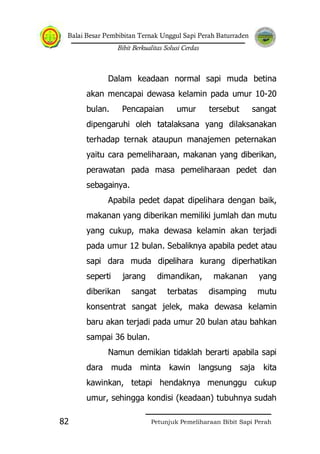 Balai Besar Pembibitan Ternak Unggul Sapi Perah Baturraden
Bibit Berkualitas Solusi Cerdas
Petunjuk Pemeliharaan Bibit Sapi Perah82
Dalam keadaan normal sapi muda betina
akan mencapai dewasa kelamin pada umur 10-20
bulan. Pencapaian umur tersebut sangat
dipengaruhi oleh tatalaksana yang dilaksanakan
terhadap ternak ataupun manajemen peternakan
yaitu cara pemeliharaan, makanan yang diberikan,
perawatan pada masa pemeliharaan pedet dan
sebagainya.
Apabila pedet dapat dipelihara dengan baik,
makanan yang diberikan memiliki jumlah dan mutu
yang cukup, maka dewasa kelamin akan terjadi
pada umur 12 bulan. Sebaliknya apabila pedet atau
sapi dara muda dipelihara kurang diperhatikan
seperti jarang dimandikan, makanan yang
diberikan sangat terbatas disamping mutu
konsentrat sangat jelek, maka dewasa kelamin
baru akan terjadi pada umur 20 bulan atau bahkan
sampai 36 bulan.
Namun demikian tidaklah berarti apabila sapi
dara muda minta kawin langsung saja kita
kawinkan, tetapi hendaknya menunggu cukup
umur, sehingga kondisi (keadaan) tubuhnya sudah
 