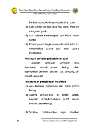 Balai Besar Pembibitan Ternak Unggul Sapi Perah Baturraden
Bibit Berkualitas Solusi Cerdas
Petunjuk Pemeliharaan Bibit Sapi Perah84
bahkan kadang-kadang mengeluarkan susu.
(3) Sapi tampak gelisah tidak mau diam, merejan
menguak-nguak.
(4) Alat kelamin membengkak dan keluar lendir
kental.
(5) Keluarnya pembugkus cairan dari alat kelamin,
menandakan bahwa sapi akan segera
melahirkan.
Persiapan pertolongan kelahiran sapi
Sediakan beberapa peralatan yang
diperlukan seperti jerami kering, obat
desinfekstan (Yodium, Betadin) lap, tambang, air
hangat, sabun dll.
Pelaksanaan pertolongan kelahiran
(1) Alas kandang dibersihkan dan diberi jerami
kering.
(2) Apabila pembungkus air sudah keluar,
amatilah posisi/kedudukan pedet dalam
saluran peranakannya.
(3) Sebelum melaksanakan tugas tersebut
 