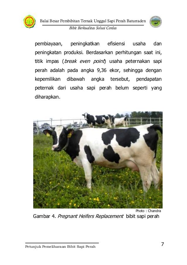 Petunjuk Pemeliharaan Sapi Perah