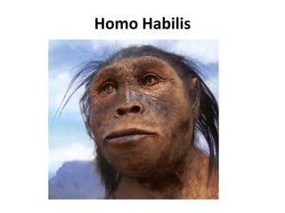 Homo Habilis 
 