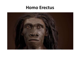 Homo Erectus 
 