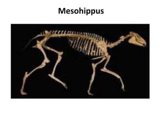 Mesohippus 
 