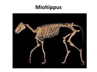 Miohippus 
 