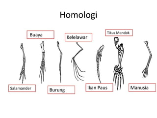 Homologi 
Buaya 
Salamander 
Burung 
Kelelawar 
Tikus Mondok 
Ikan Paus 
Manusia 
 