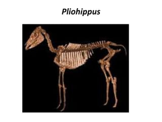 Pliohippus 
 