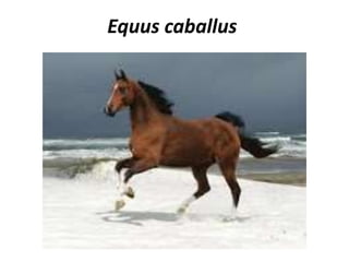 Equus caballus 
 