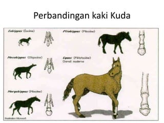 Perbandingan kaki Kuda 
