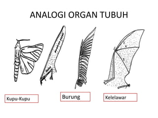 ANALOGI ORGAN TUBUH 
Kupu-Kupu Burung Kelelawar 
 