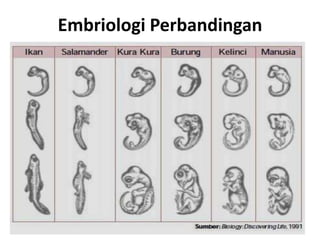 Embriologi Perbandingan 
 