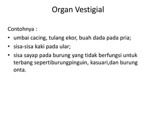 Organ Vestigial 
Contohnya : 
• umbai cacing, tulang ekor, buah dada pada pria; 
• sisa-sisa kaki pada ular; 
• sisa sayap pada burung yang tidak berfungsi untuk 
terbang sepertiburungpinguin, kasuari,dan burung 
onta. 
 