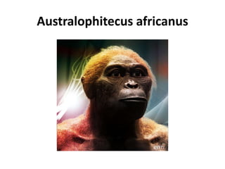 Australophitecus africanus 
 