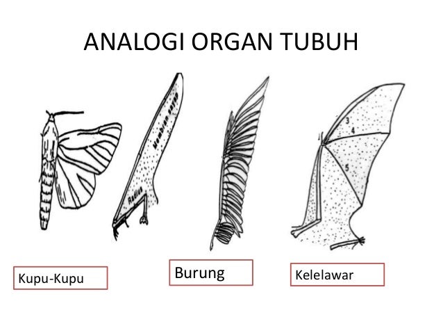 Petunjuk evolusi Petunjuk evolusi