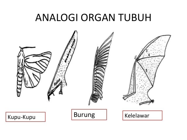 Petunjuk evolusi