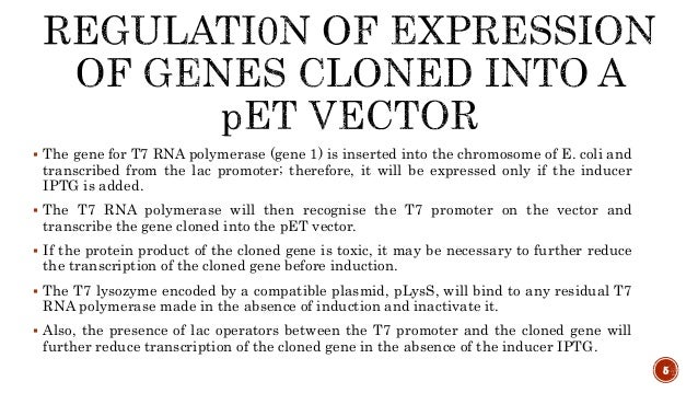 Pet Vectors