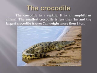 The crocodile is a reptile. It is an amphibian
animal. The smallest crocodile is less then 1m and the
largest crocodile is over 7m weighs more then 1 ton.
 