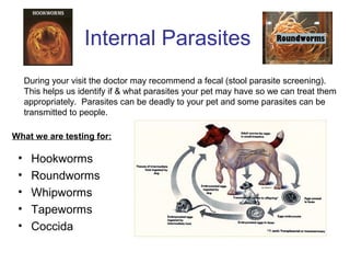 Pet wellness month | PPT