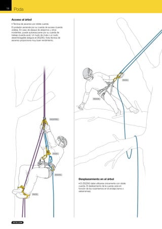 14

Poda
Acceso al árbol
• Técnica de ascenso por doble cuerda:

El podador asciende por su cuerda de acceso (cuerda
violeta). En caso de ataque de abejorros u otros
incidentes, puede autoevacuarse por su cuerda de
trabajo (cuerda azul). Un nudo de mula o un nudo
desembragable asegura el ZIGZAG. Esta técnica de
ascenso proporciona muy buen rendimiento.

ZIGZAG

SEQUOIA

ASCENTREE

ZIGZAG

SEQUOIA

Desplazamiento en el árbol
• El ZIGZAG debe utilizarse únicamente con doble

cuerda. El deslizamiento de la cuerda varía en
función de los rozamientos en el anclaje (rama o
salvarramas).
PANTIN

 