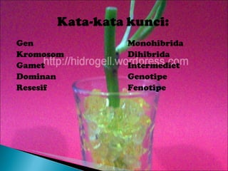 Gen Monohibrida Kromosom Dihibrida Gamet Intermediet Dominan Genotipe Resesif Fenotipe 