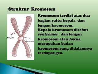 Kromosom terdiri atas dua  bagian yaitu kepala  dan lengan kromosom.  Kepala kromosom disebut  sentromer  dan lengan kromosom atau  lokus   merupakan badan kromosom yang didalamnya  terdapat gen.   Sentromer Lengan 