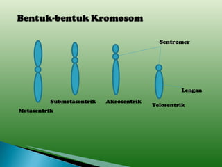Metasentrik Submetasentrik Akrosentrik Telosentrik Sentromer Lengan 