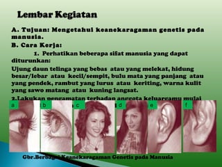 A. Tujuan: Mengetahui keanekaragaman genetis pada manusia. B. Cara Kerja: 1.  Perhatikan beberapa sifat manusia yang dapat diturunkan:  Ujung daun telinga yang bebas  atau yang melekat, hidung besar/lebar  atau  kecil/sempit, bulu mata yang panjang  atau yang pendek, rambut yang lurus  atau  keriting, warna kulit yang sawo matang  atau  kuning langsat. 2.Lakukan pengamatan terhadap anggota keluargamu mulai dari ibu, bapak, saudaramu dan dirimu sendiri . Gbr.Berbagai Keanekaragaman Genetis pada Manusia a b c d e f 