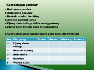 a.Bulu mata pendek b.Bulu mata panjang c.Bentuk rambut keriting d.Bentuk rambut lurus e.Ujung daun telinga tidak menggantung f.Ujung daun telinga yang menggantung 3.Catatlah hasil pengamatanmu pada tabel dibawah ini: No Ciri yang diamati Siswa 1 Siswa 2 Siswa 3 Siswa 4 1. Ujung daun telinga 2. Bentuk hidung 3. Bulu mata 4. Rambut 5. Warna kulit 