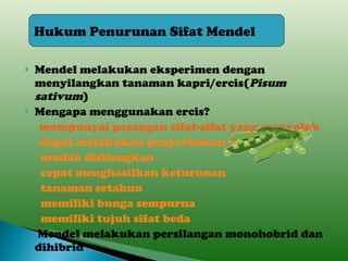 Mendel melakukan eksperimen dengan menyilangkan tanaman kapri/ercis( Pisum sativum ) Mengapa menggunakan ercis? mempunyai pasangan sifat-sifat yang menyolok dapat melakukan penyerbukan sendiri   mudah disilangkan   cepat menghasilkan keturunan   tanaman setahun   memiliki bunga sempurna   memiliki  tujuh sifat beda   Mendel melakukan persilangan monohobrid dan dihibrid Hukum Penurunan Sifat Mendel 